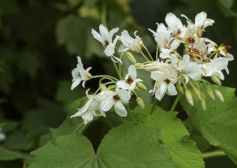 Lípěnka africká - Sparmannia africana