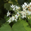 Lípěnka africká - Sparmannia africana