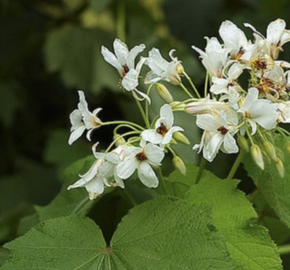 Lípěnka africká - Sparmannia africana