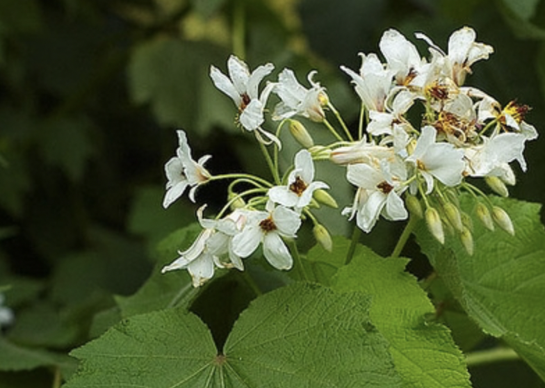 Lípěnka africká - Sparmannia africana