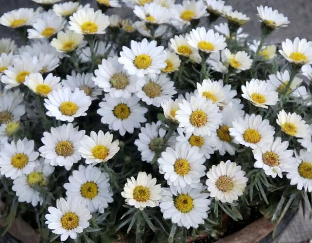 Kopretina pařížská 'Aramis Milk' - Argyranthemum frutescens 'Aramis Milk'