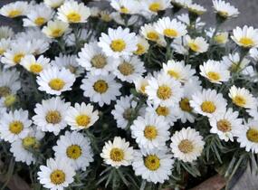 Kopretina pařížská 'Aramis Milk' - Argyranthemum frutescens 'Aramis Milk'