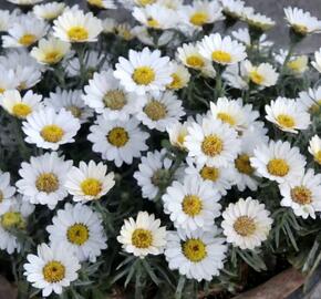 Kopretina pařížská 'Aramis Milk' - Argyranthemum frutescens 'Aramis Milk'