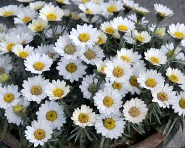 Kopretina pařížská 'Aramis Milk'