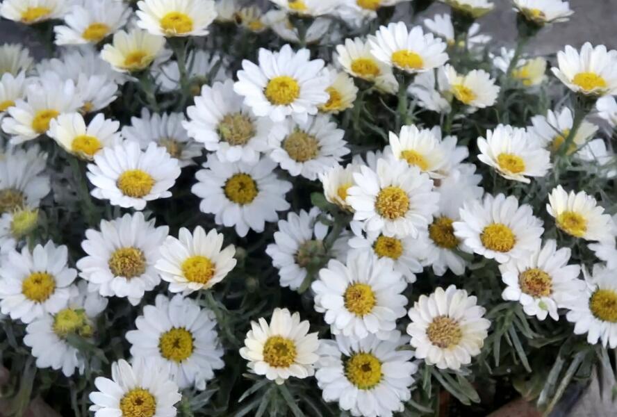 Kopretina pařížská 'Aramis Milk' - Argyranthemum frutescens 'Aramis Milk'