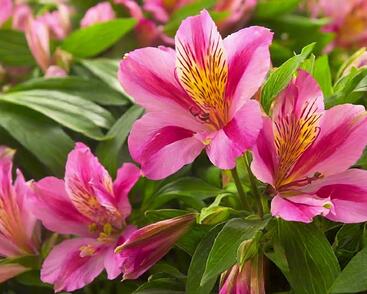 Alstromérie, boubelka 'Inticancha Sunstar'