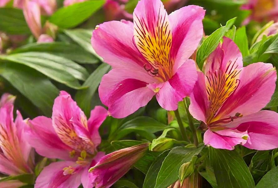 Alstromérie, boubelka 'Inticancha Sunstar' - Alstroemeria hybrida 'Inticancha Sunstar'