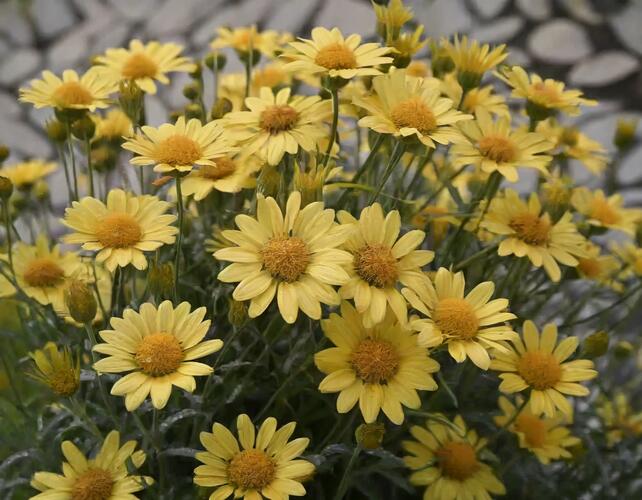 Kopretina pařížská 'Aramis Sun' - Argyranthemum frutescens 'Aramis Sun'