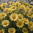 Kopretina pařížská 'Aramis Sun' - Argyranthemum frutescens 'Aramis Sun'