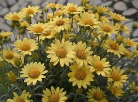 Kopretina pařížská 'Aramis Sun' - Argyranthemum frutescens 'Aramis Sun'