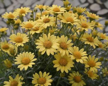 Kopretina pařížská 'Aramis Sun'