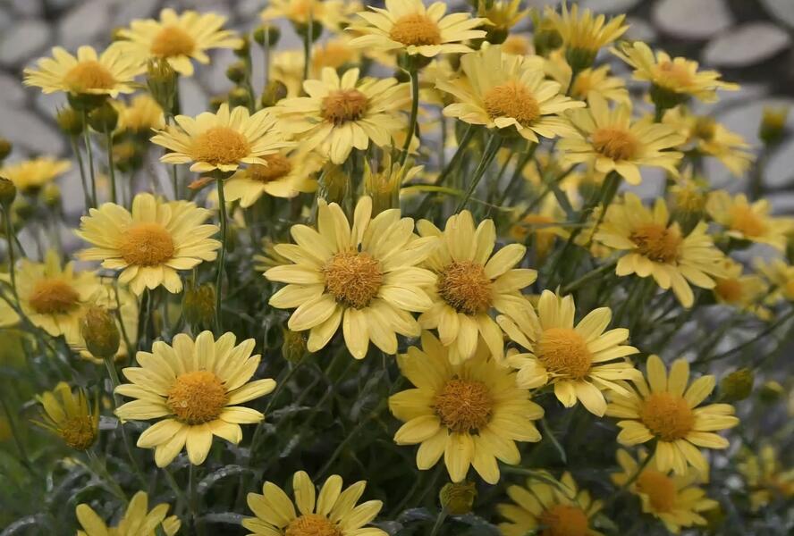 Kopretina pařížská 'Aramis Sun' - Argyranthemum frutescens 'Aramis Sun'