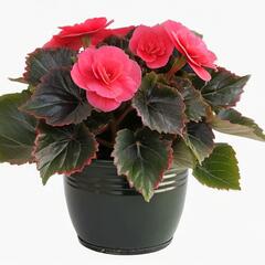 Begónie hlíznatá 'Tubby F1 Deep Rose' - Begonia tuberhybrida 'Tubby F1 Deep Rose'