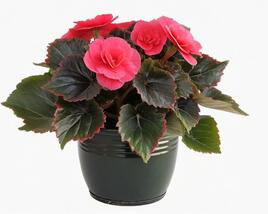 Begónie hlíznatá 'Tubby F1 Deep Rose'
