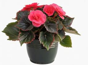 Begónie hlíznatá 'Tubby F1 Deep Rose' - Begonia tuberhybrida 'Tubby F1 Deep Rose'