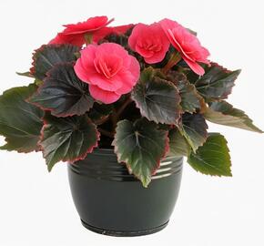 Begónie hlíznatá 'Tubby F1 Deep Rose' - Begonia tuberhybrida 'Tubby F1 Deep Rose'