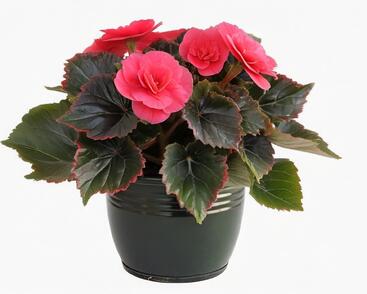 Begónie hlíznatá 'Tubby F1 Deep Rose'