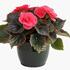 begonie-hliznata-tubby-f1-deep-rose.jpg