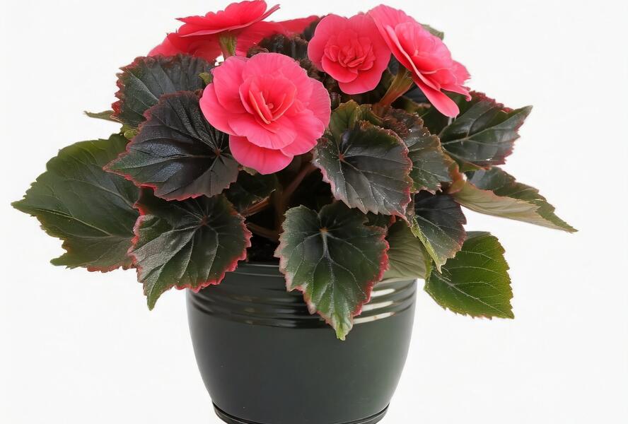 Begónie hlíznatá 'Tubby F1 Deep Rose' - Begonia tuberhybrida 'Tubby F1 Deep Rose'
