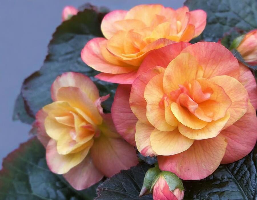 Begónie hlíznatá 'Tubby F1 Orange Bicolor' - Begonia tuberhybrida 'Tubby F1 Orange Bicolor'