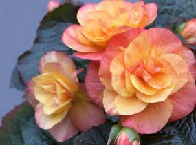 Begónie hlíznatá 'Tubby F1 Orange Bicolor' - Begonia tuberhybrida 'Tubby F1 Orange Bicolor'