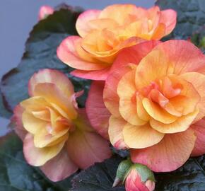 Begónie hlíznatá 'Tubby F1 Orange Bicolor' - Begonia tuberhybrida 'Tubby F1 Orange Bicolor'