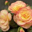 Begónie hlíznatá 'Tubby F1 Peach Bicolor' - Begonia tuberhybrida 'Tubby F1 Peach Bicolor'
