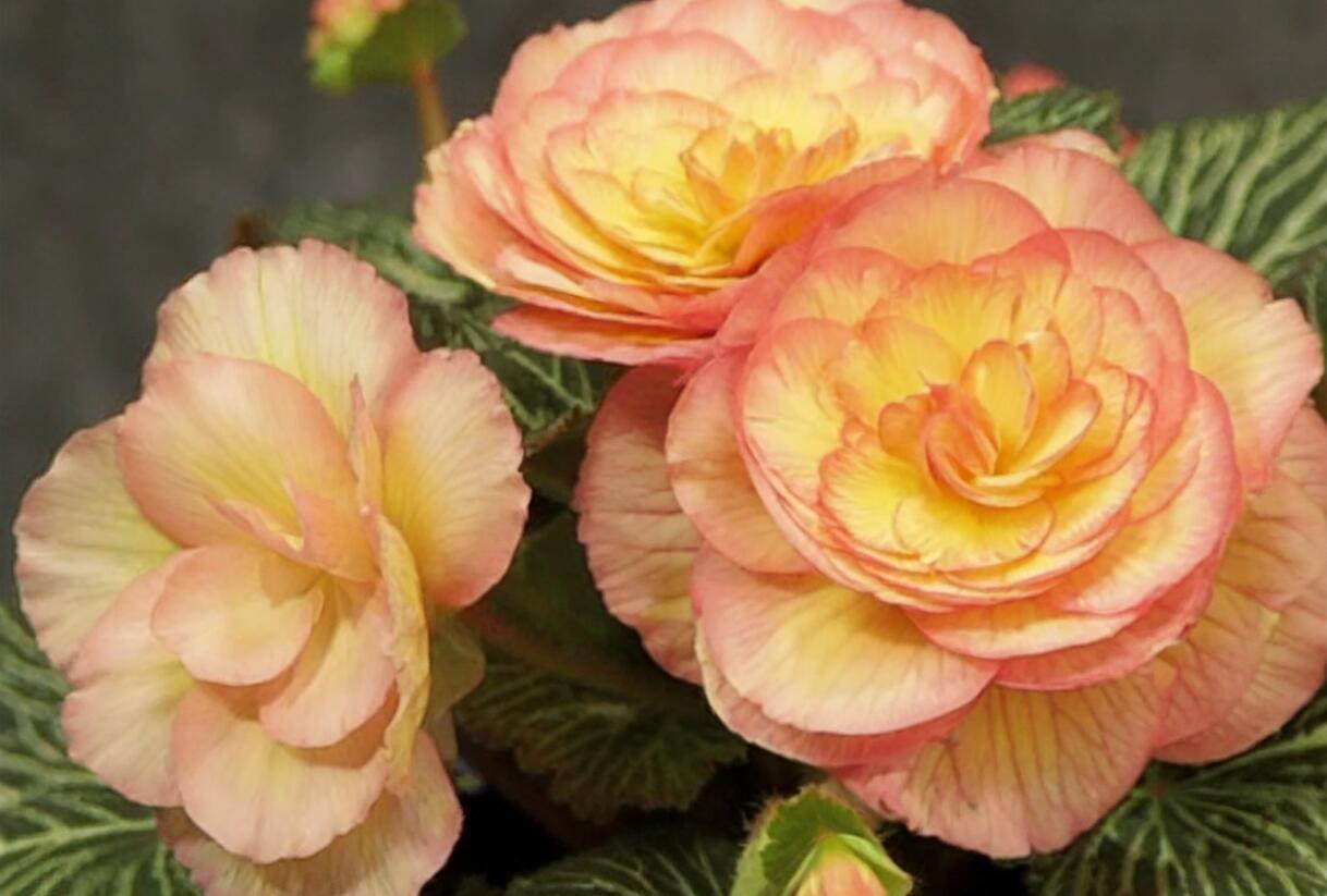 Begónie hlíznatá 'Tubby F1 Peach Bicolor' - Begonia tuberhybrida 'Tubby F1 Peach Bicolor'