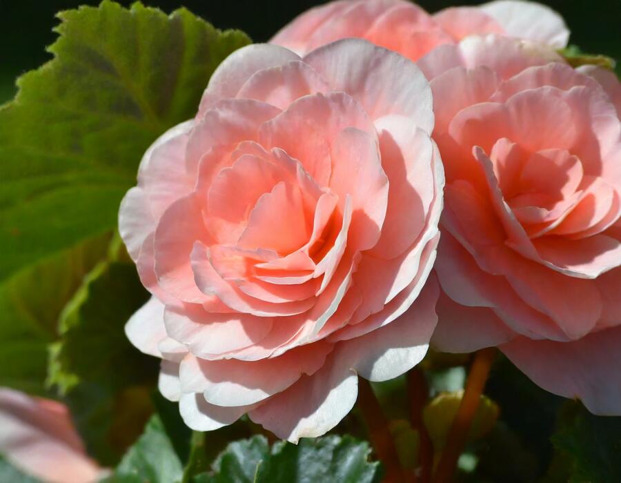Begónie hlíznatá 'Tubby F1 Pink' - Begonia tuberhybrida 'Tubby F1 Pink'