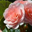 Begónie hlíznatá 'Tubby F1 Pink' - Begonia tuberhybrida 'Tubby F1 Pink'
