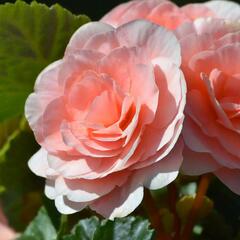 Begónie hlíznatá 'Tubby F1 Pink' - Begonia tuberhybrida 'Tubby F1 Pink'