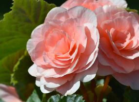 Begónie hlíznatá 'Tubby F1 Pink' - Begonia tuberhybrida 'Tubby F1 Pink'