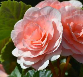 Begónie hlíznatá 'Tubby F1 Pink' - Begonia tuberhybrida 'Tubby F1 Pink'