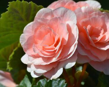 Begónie hlíznatá 'Tubby F1 Pink'