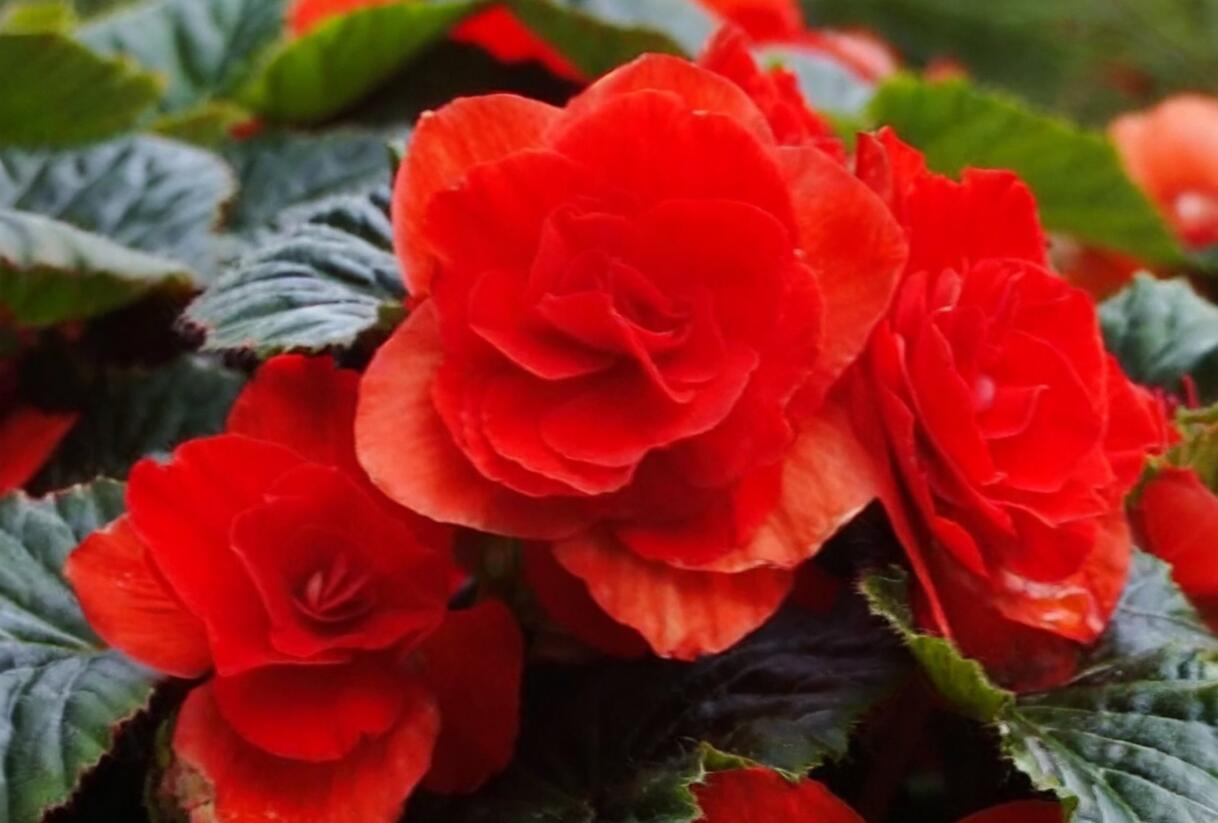 Begónie hlíznatá 'Tubby F1 Red' - Begonia tuberhybrida 'Tubby F1 Red'