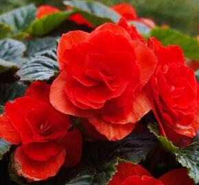 Begónie hlíznatá 'Tubby F1 Red' - Begonia tuberhybrida 'Tubby F1 Red'