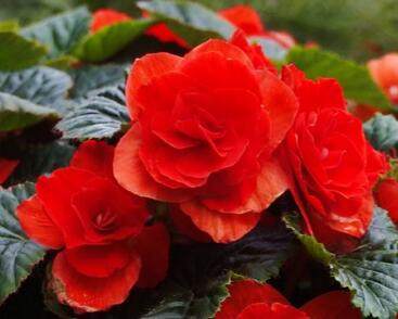 Begónie hlíznatá 'Tubby F1 Red'