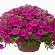 Minipetúnie, Million Bells 'Noa Dark Pink Carnival' - Calibrachoa hybrida 'Noa Dark Pink Carnival'