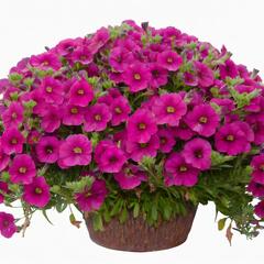 Minipetúnie, Million Bells 'Noa Dark Pink Carnival' - Calibrachoa hybrida 'Noa Dark Pink Carnival'