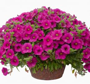 Minipetúnie, Million Bells 'Noa Dark Pink Carnival' - Calibrachoa hybrida 'Noa Dark Pink Carnival'