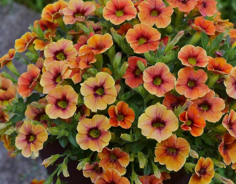 Minipetúnie, Million Bells 'Sweetbells Orange Red Eye' - Calibrachoa hybrida 'Sweetbells Orange Red Eye'