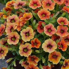 Minipetúnie, Million Bells 'Sweetbells Orange Red Eye' - Calibrachoa hybrida 'Sweetbells Orange Red Eye'