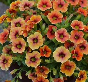 Minipetúnie, Million Bells 'Sweetbells Orange Red Eye' - Calibrachoa hybrida 'Sweetbells Orange Red Eye'