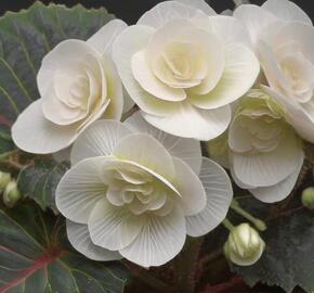 Begónie hlíznatá 'Tubby F1 White' - Begonia tuberhybrida 'Tubby F1 White'