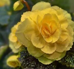 Begónie hlíznatá 'Tubby F1 Yellow' - Begonia tuberhybrida 'Tubby F1 Yellow'