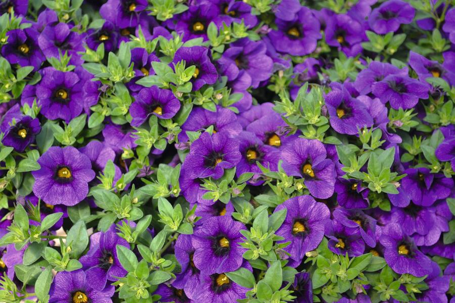 Minipetúnie, Million Bells 'Aloha Kona Midnight Blue' - Calibrachoa hybrida 'Aloha Kona Midnight Blue'