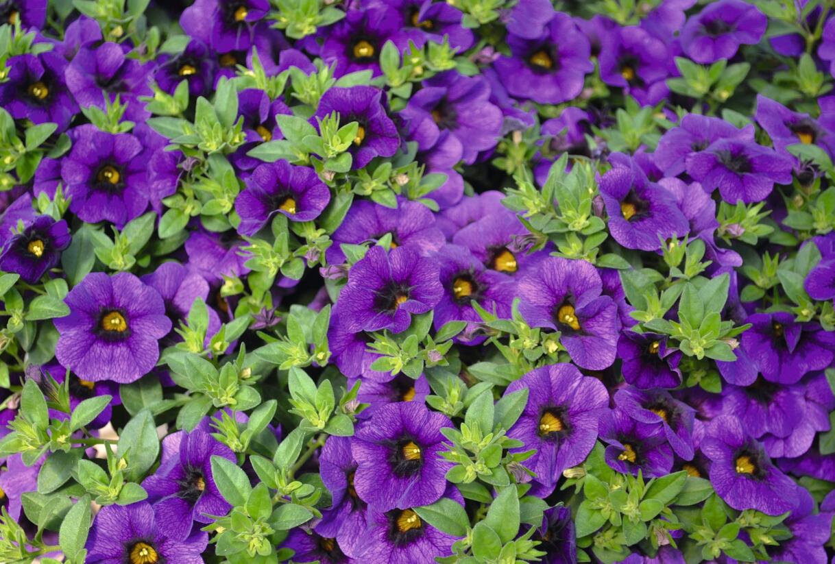 Minipetúnie, Million Bells 'Aloha Kona Midnight Blue' - Calibrachoa hybrida 'Aloha Kona Midnight Blue'