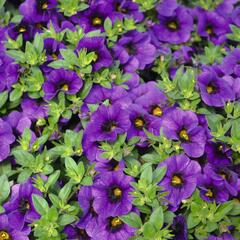 Minipetúnie, Million Bells 'Aloha Kona Midnight Blue' - Calibrachoa hybrida 'Aloha Kona Midnight Blue'