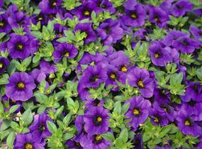 Minipetúnie, Million Bells 'Aloha Kona Midnight Blue' - Calibrachoa hybrida 'Aloha Kona Midnight Blue'