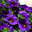 Minipetúnie, Million Bells 'Aloha Kona Midnight Blue' - Calibrachoa hybrida 'Aloha Kona Midnight Blue'